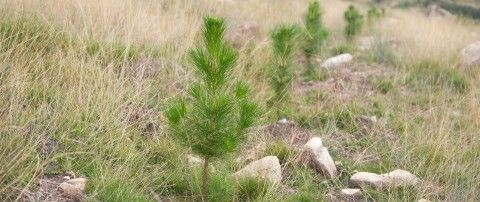 Projekt Sonae Arauco z zakresu badań i rozwoju w dziedzinie leśnictwa służy do oceny odporności gatunków i odmian sosny