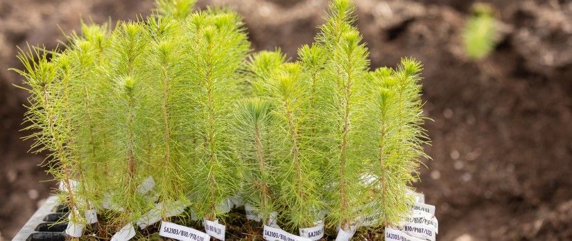 Sonae Arauco plants 21,600 pine trees on the second stage of its forest R&D Project